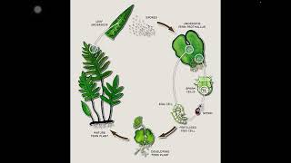 Life cycle of fern [upl. by Lateehs]