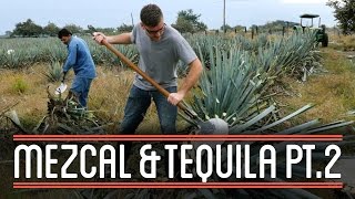 Harvesting Agave 23  How to Brew Mezcal and Tequila [upl. by Atiragram]