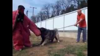 caucasian shepherd attack training [upl. by Ayhdiv]