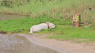 Goldador dog Elvis playing in the Kealia stream Kauai HI [upl. by Sawyor674]