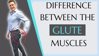 Difference Between the Gluteus Maximus amp Gluteus Medius  Glute exercises [upl. by Felton]