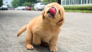 Funniest amp Cutest Golden Retriever Puppies 13 Funny Puppy Videos 2020 [upl. by Nyletac319]