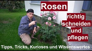 ✅Verblühte Rosen schneiden und pflegen  Tipps amp Tricks  Rosenschnitt nach der Blüte Rückschnitt [upl. by Eiramlatsyrk]