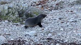 Seal Pup traversing the shoreline [upl. by Yleve]