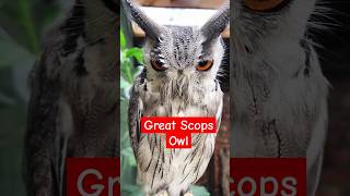 Great and majestic Scops Owl owl shortvideo youtubeshorts shorts [upl. by Ario]