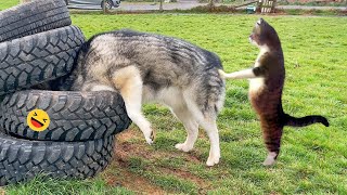 Funny Dogs And Cats Videos 2023 😅  Best Funniest Animal Videos Of The week 2 [upl. by Ellennod413]