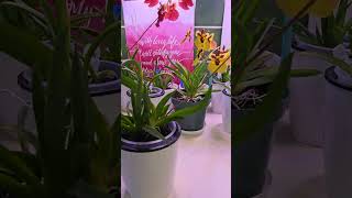 Tolumnia Jairak Firm Butterly in Bloom orchids bloomorchids growlights plants [upl. by Johna]