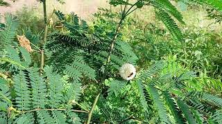 Bees Loving Leucaena Leucocephala flowers [upl. by Kcirrad]