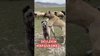 KARAKIRÇIL VE BOZ KANGAL KARŞI KARŞIYA kangal anadoluaslanı karakırçılkangal çobanköpeği [upl. by Eetak]