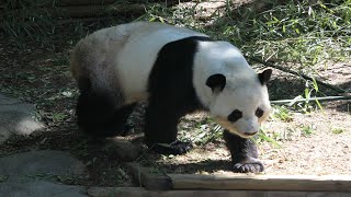 Giant Panda Family ZOO Atlanta 2019 [upl. by Elamrej913]