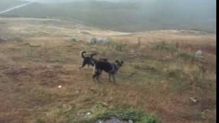 Cachorros de carea leonés y mastín en las montañas de Babia [upl. by Nuajed]