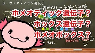 おうち生物 54ショウジョウバエの体節決定 （ホメオティック遺伝子・ホックス遺伝子） [upl. by Htomit]