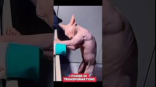 Power of Transformations 🗿trolltrollfaceeditshortsyoutubeshorts [upl. by Tebasile]