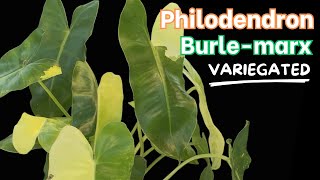 Philodendron Burlemarx VARIEGATED [upl. by Notyrb343]