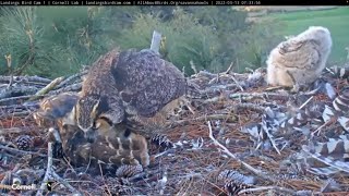 Remarkable Prey Delivery Barred Owl Becomes Meal At Great Horned Owl Nest – March 13 2022 [upl. by Mages294]