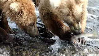 Katmai National Park One bear One Fish [upl. by Gusba]