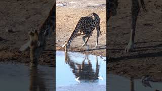 Giraffe In Etosha National Park [upl. by Atirb595]