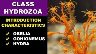 Class hydrozoa  Phylum Cnidaria hydrozoa [upl. by Odlauso]