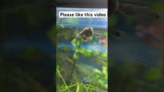 Best food for your fish growth viralvideo shorts [upl. by Aciretal984]