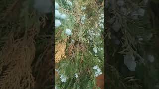 How to care and propagate morpankhi  Thuja plant care [upl. by Nimar]