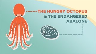 The Hungry Octopus and the Endangered Abalone [upl. by Harness]