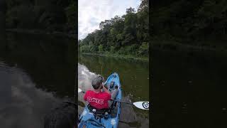 Rock Bass on Crooked Creek  Kayak Fishing  Bonafide RVR 119  Nature [upl. by Ania416]