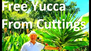 Tropical Gardens UK HOW TO GROW YUCCA ELEPHANTIPES FROM A CUTTING [upl. by Mercado387]