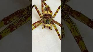 Insane Huntsman Spider [upl. by Ma551]