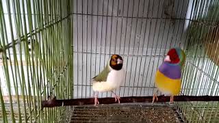 Gouldian Finch SingingDance [upl. by Morentz]