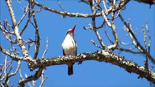 Brownhooded Kingfisher calling [upl. by Kaja]