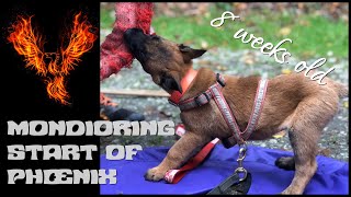 Malinois puppy PHŒNIX 8 weeks old  mondioring training  2019 [upl. by Ydnagrub]