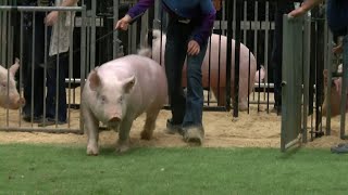 Tippecanoe County 4H Fair holds swine show [upl. by Manas]