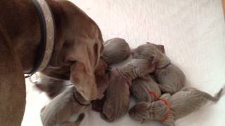 Jamie the Weimaraners First Litter  Nine Newborn Weimaraner Puppies AKC [upl. by Arol]