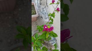 The Bougainvillea A Care Guide For the Worlds Most Dramatic Flower [upl. by Rosabelle]