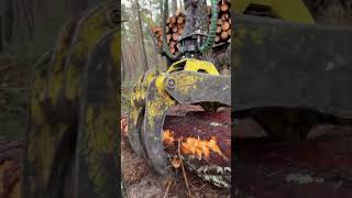 “Future tech in forestry  Hightech loader in action” automobile harvester forest viralvideo [upl. by Tansey]