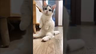 The Way Munchkin Cats Sit Is Too Cute 😺 [upl. by Fischer]