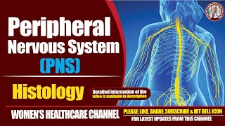 Peripheral Nervous System Histology [upl. by Tuinenga]