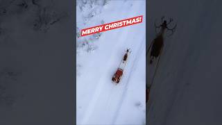 Reindeer ride amp departure for Christmas 🦌🎅 of Santa Claus in Lapland Finland shorts christmas2023 [upl. by Dannye554]