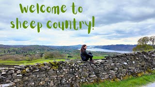 Hiking from WINDERMERE to AMBLESIDE I saw sheep A lot [upl. by Hubsher]