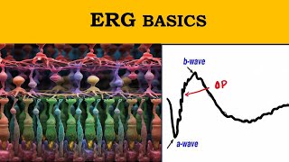 ERG waves explained  Retinal electrophysiology [upl. by Neidhardt]