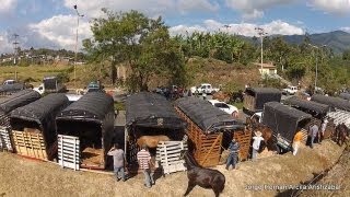 Cabalgata Armenia Quindio 2013 [upl. by Kalman]