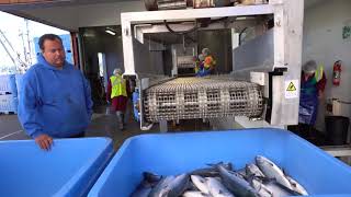 Quatsino Food Fish Documentary [upl. by Naeloj294]