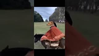 Dog Riding a Donkey funnyanimals [upl. by Sydalg]