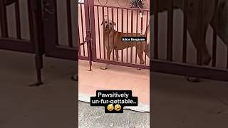 Dog Escape House Gateshortstrendingdoglover [upl. by Chessa]