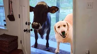 When your dog brings home a friend 🙈🤣Funniest Dog Ever [upl. by Nahtanoj278]