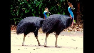 Flightless Bird Cassowary in Mysore Zoo Facts HD Mysore Tourism [upl. by Asli211]