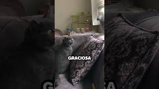 Loro copia la voz de su dueño para calmar a gato [upl. by Notsnorb204]