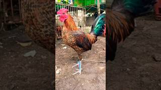 healthy hennie stag rooster ayam chicken [upl. by Delos]