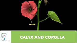 CALYX AND COROLLA [upl. by Benedict]