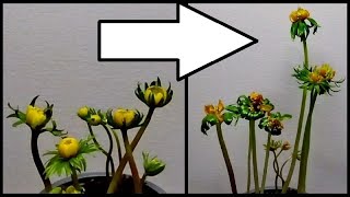 Time Lapse Of A Winter Aconite Plant Growing [upl. by Ecilahs]